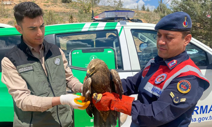 Aksaray’da yaralı olarak bulunan kartal tedavi altına alındı