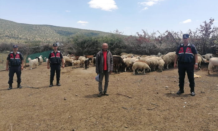 Aksaray’da jandarma, kaybolan koyunları dron ile buldu