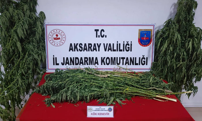Kenevir baskını: 52 kök kenevir ele geçirildi