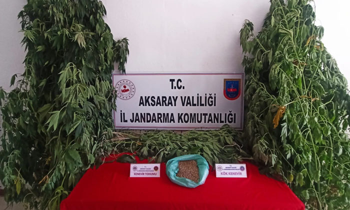 Yasa dışı kenevir ekimi yapan 1 kişi yakalandı