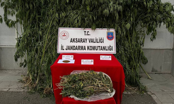 Aksaray’da jandarmadan yasa dışı kenevir operasyonu