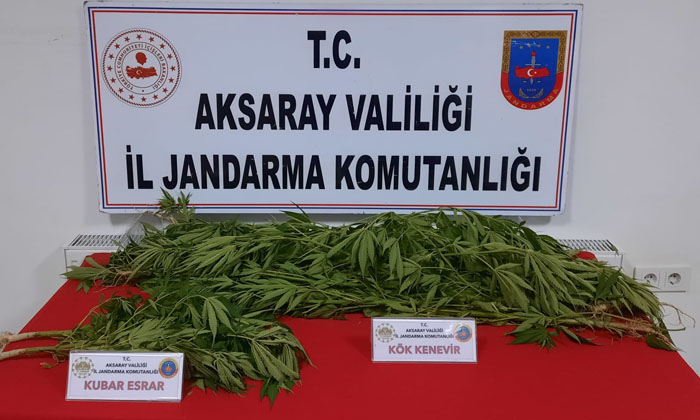 Aksaray’da kenevir baskını: 2 gözaltı