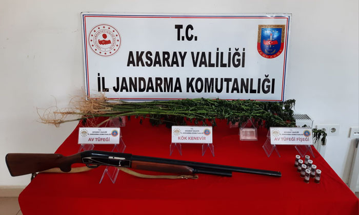 Aksaray’da yasadışı kenevir ekimi yapan şahıs yakalandı