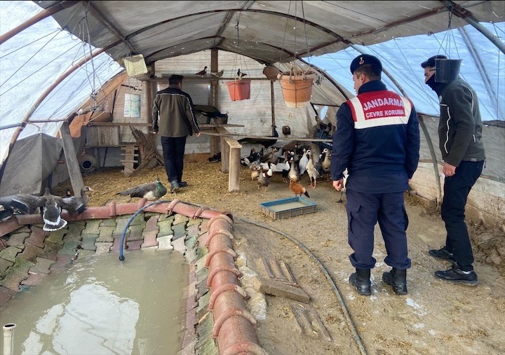 Aksaray’da hayvan kaçakçılığı operasyonu