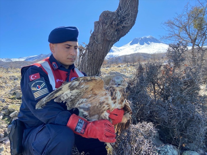 Aksaray’da yaralı bulunan kızıl şahin tedaviye alındı