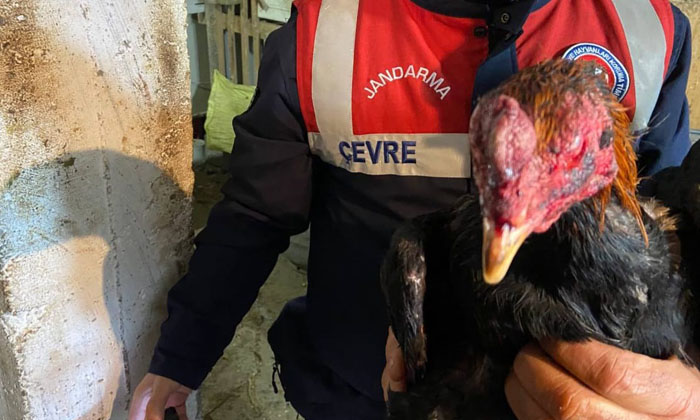 Aksaray’da horoz dövüşü operasyonu!