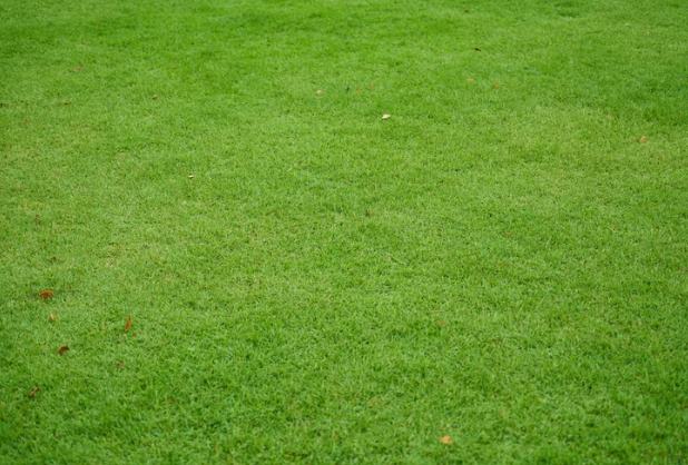 Paspalum Çim