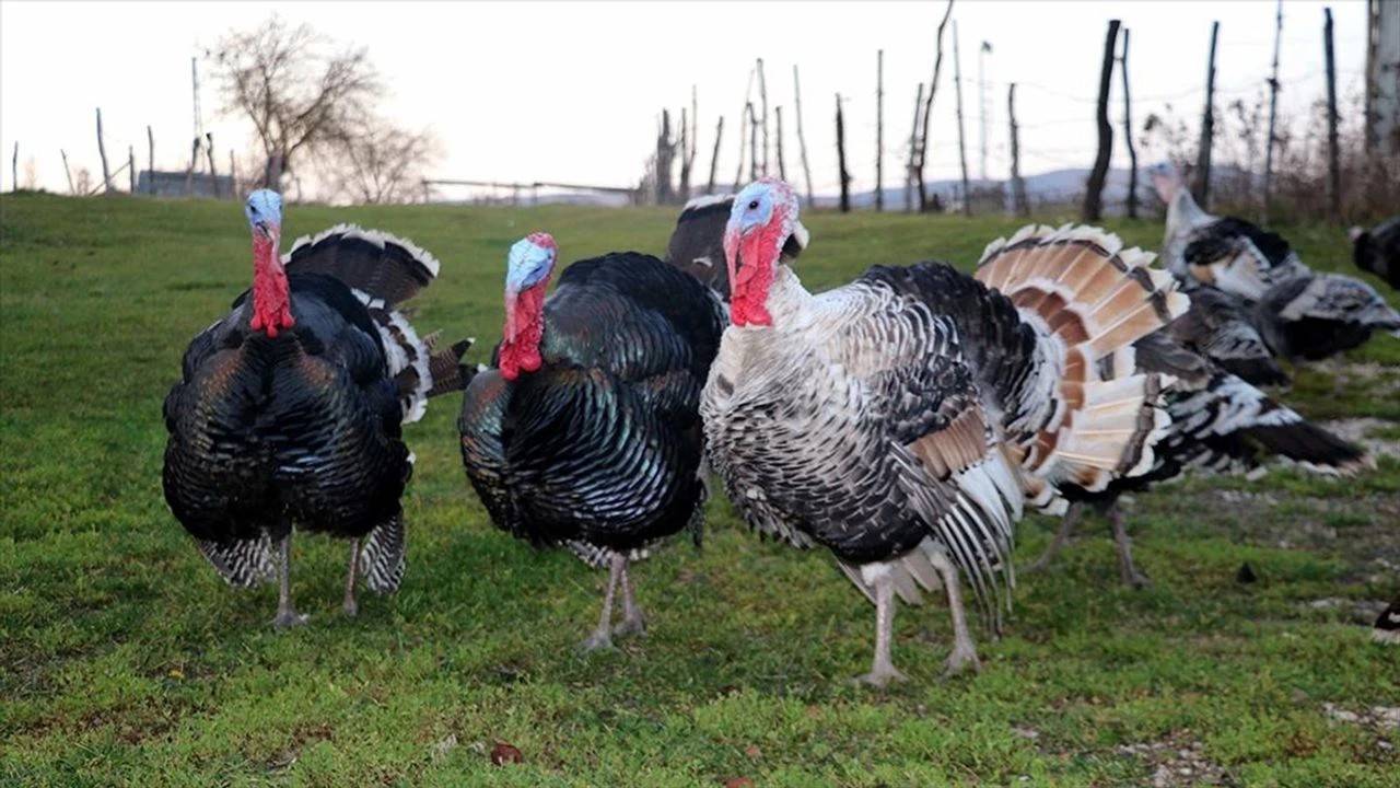 Hindi Eti Mutlu Ediyor!