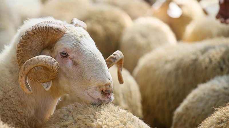 Aksaray’da kurban kesim yerleri belirlendi
