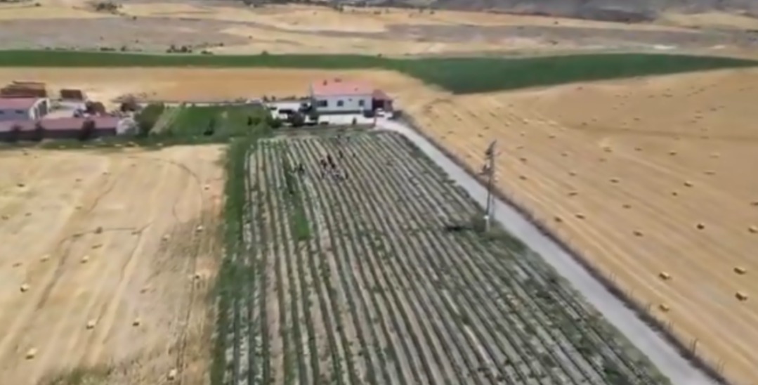 Aksaray’da çilek üretim projesi başladı: Tarım Müdürlüğü sahada