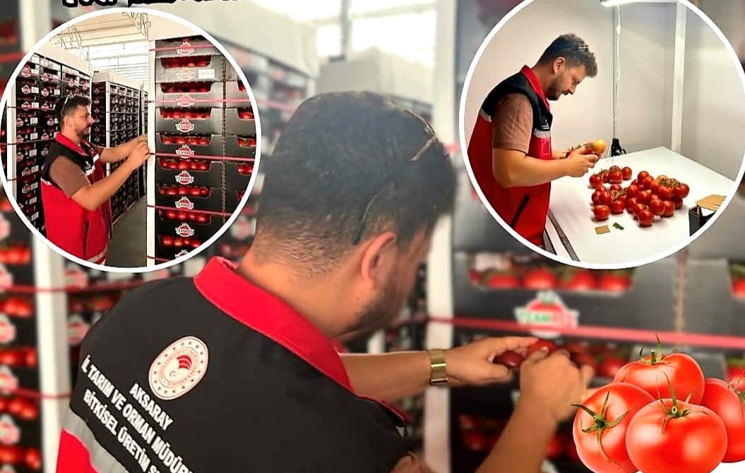 Aksaray’dan Hollanda’ya domates ihracatı