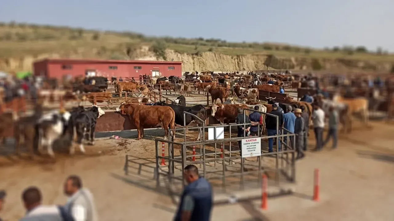 Nevşehir dahil 24 ilde hayvan pazarları tekrar açıldı