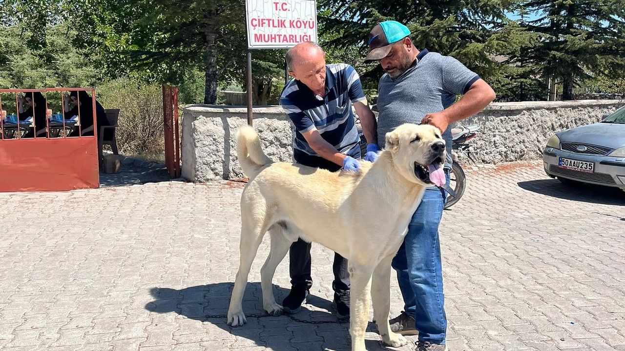 Nevşehir Köylerinde Sahipli Köpeklere Kimliklendirme Çalışması