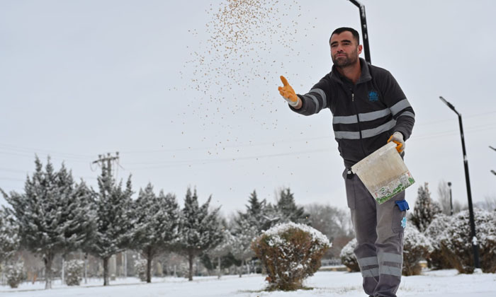 Soğuk ve karlı günlerde doğadaki kuşlar unutulmadı