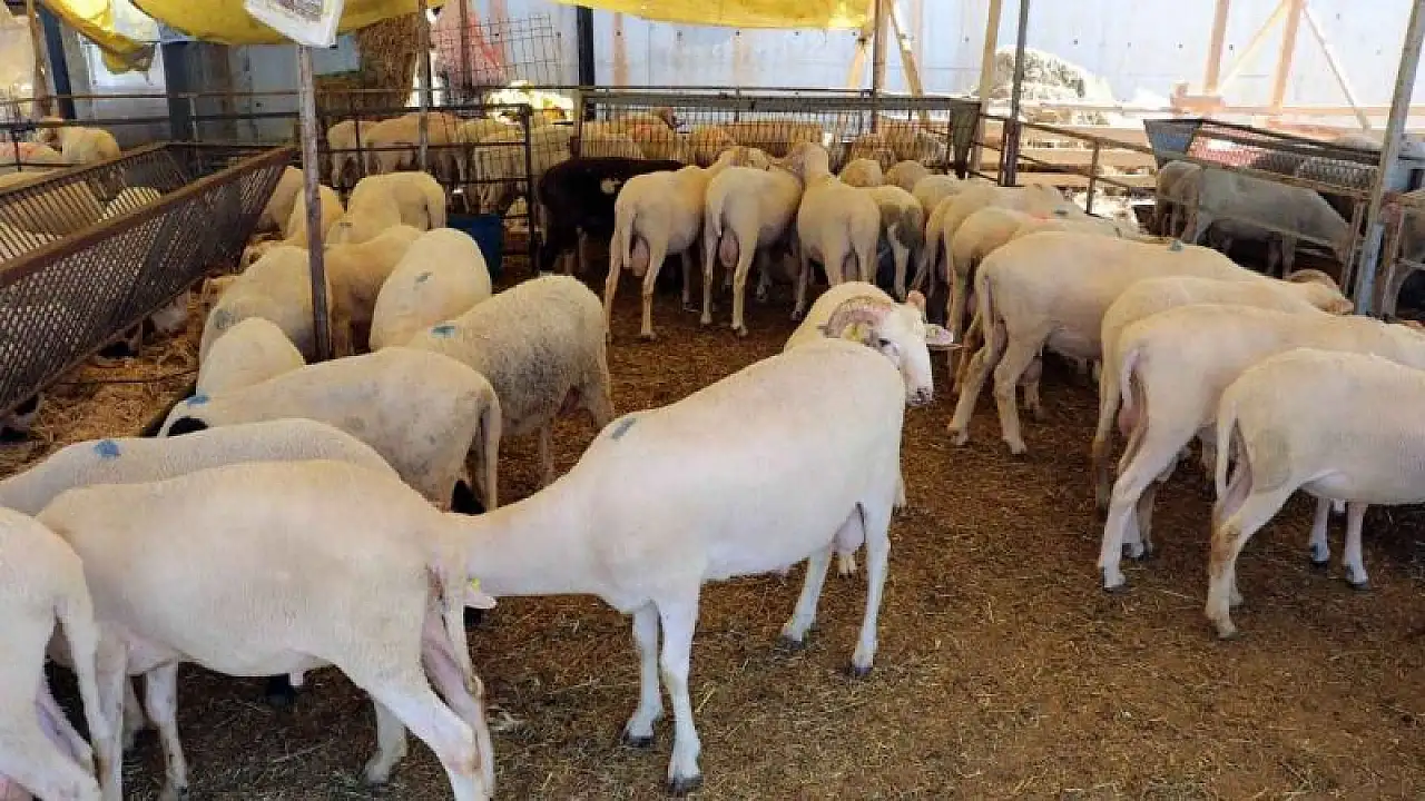Aksaray hayvancılığında alarm: Şap aşısı yaptırmayanlara ceza geliyor